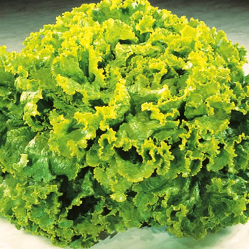  Lechuga Bohemia 50gr, Semillas de lechuga, AGP 137.288136 Lechuga Bohemia 50gr, Semillas de lechuga, AGP
Planta grande y abiert