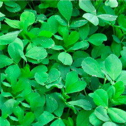  Alfalfa Moapa 69 1Kg, Semillas de alfalfa siembra en climas frios, AGP 49.152542 Alfalfa Moapa 69 1Kg, Semillas de alfalfa siem
