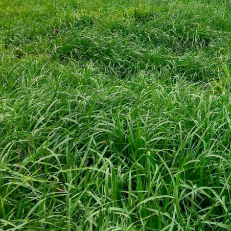  Ryegrass Mathilde 25Kg Semillas Perenne Tetraploide Pastos Forrajeros, AGP 472.881356 Ryegrass Mathilde 25Kg Semillas Perenne T