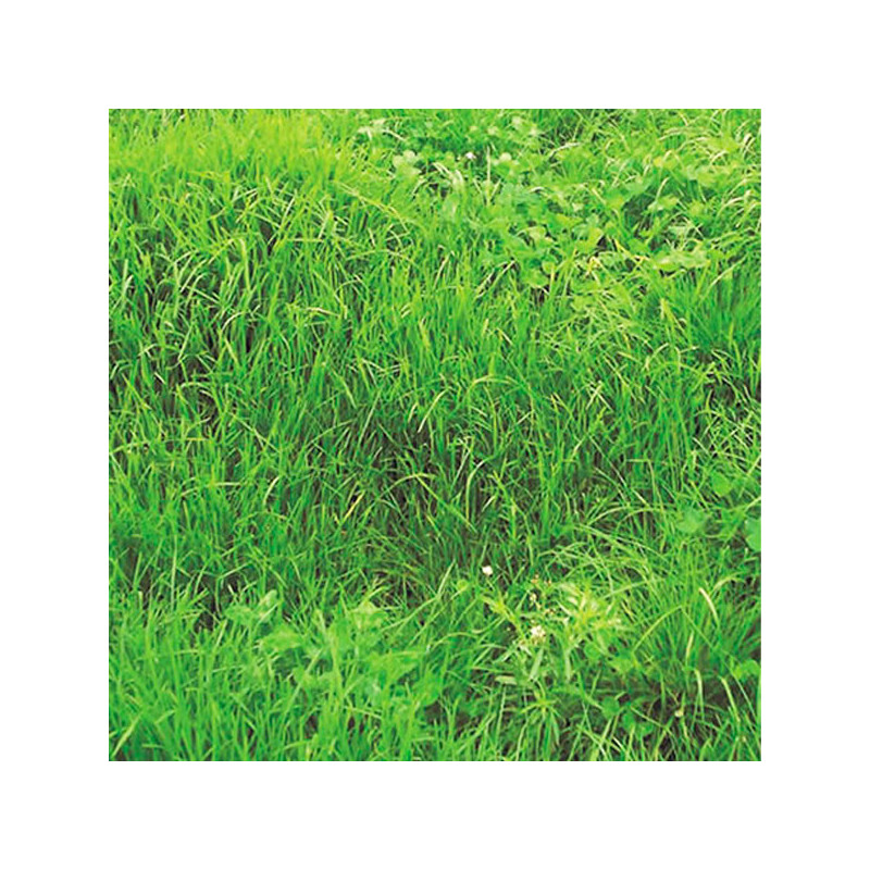  Ryegrass Matrix 25Kg Semillas Hibrido Perenne Pastos Forrajeros, AGP 472.881356 Ryegrass Matrix 25Kg Semillas Hibrido Perenne P