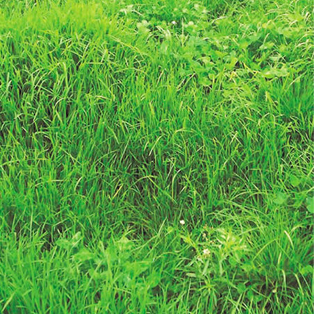  Ryegrass Matrix 25Kg Semillas Hibrido Perenne Pastos Forrajeros, AGP 472.881356 Ryegrass Matrix 25Kg Semillas Hibrido Perenne P