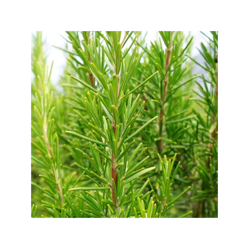  Romero 50gr Semillas Plantas Aromaticas, Royal Seeds 610.169492 Romero 50gr Semillas Plantas Aromaticas, Royal Seeds
 FLORROYAL