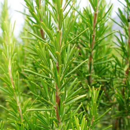  Romero 50gr Semillas Plantas Aromaticas, Royal Seeds 610.169492 Romero 50gr Semillas Plantas Aromaticas, Royal Seeds
 FLORROYAL