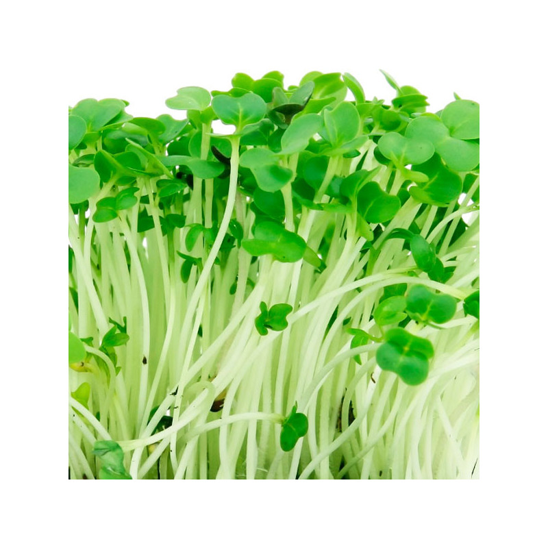  Berro 50gr Semillas, Royal Seeds 172 Berro 50gr Semillas, Royal Seeds
 FLORROYAL004 1 Royal Seeds