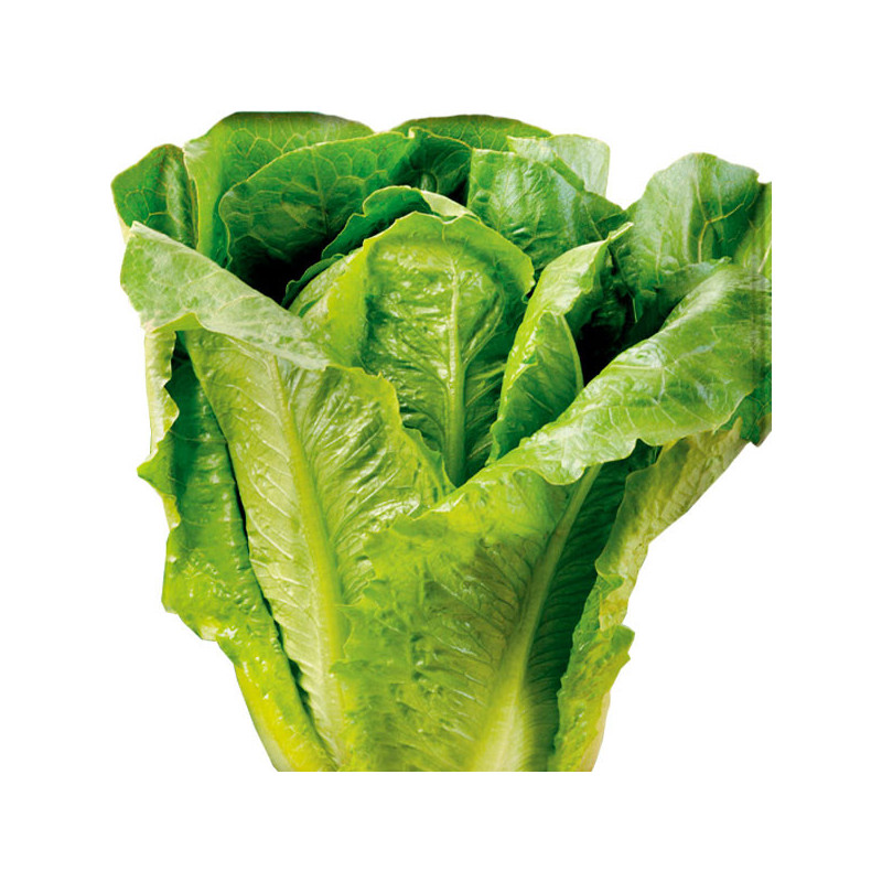  Lechuga Romana 500gr Semillas, Royal Seeds 160 Lechuga Romana 500gr Semillas, Royal Seeds
 FLORROYAL003 1 Royal Seeds