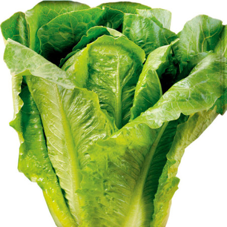  Lechuga Romana 500gr Semillas, Royal Seeds 160 Lechuga Romana 500gr Semillas, Royal Seeds
 FLORROYAL003 1 Royal Seeds