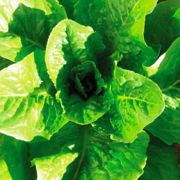 Lechuga Romana 500gr Semillas, Royal Seeds 160 Lechuga Romana 500gr Semillas, Royal Seeds
 FLORROYAL003 2 Royal Seeds