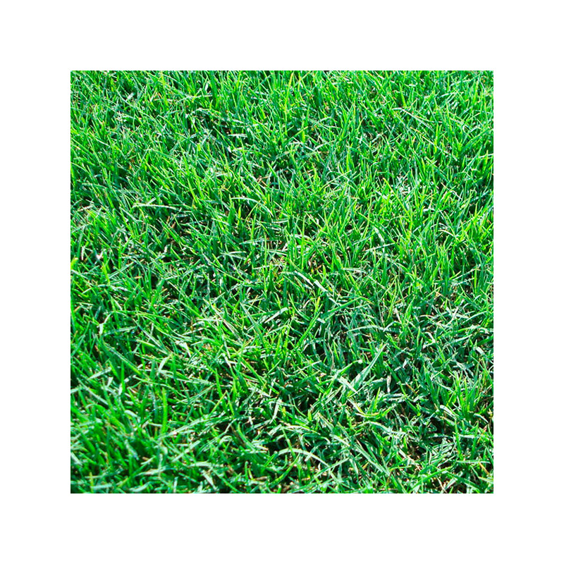  BermudaGrass 22.7Kg Semillas Grama Fina Decorativas Cynodon Dactylon, AGP 1885 BermudaGrass 22.7Kg Semillas Grama Fina Decorati