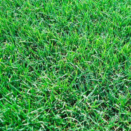 BermudaGrass 22.7Kg Semillas Grama Fina Decorativas Cynodon Dactylon, AGP agp-BermudaGrass 22.7Kg Semillas Grama Fina Decorativa