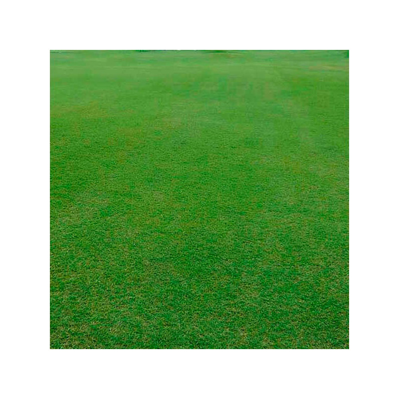  BermudaGrass Gobi 22.7Kg Semillas Grama Fina Decorativas Cynodon Dactylon, FITO 1618.644068 BermudaGrass Gobi 22.7Kg Semillas G