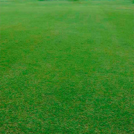  BermudaGrass Gobi 22.7Kg Semillas Grama Fina Decorativas Cynodon Dactylon, FITO 1618.644068 BermudaGrass Gobi 22.7Kg Semillas G