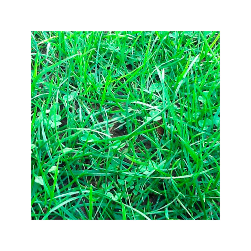  Trebol Blanco Huia 25Kg Semillas Variedad Pasto Forrajero, AGP 804.237288 Trebol Blanco Huia 25Kg Semillas Variedad Pasto Forra
