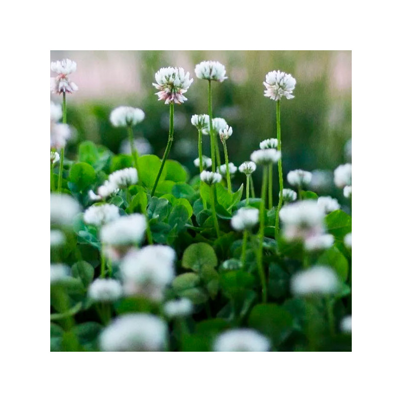  Trebol Blanco Ladino 25Kg Semillas Variedad Pasto Forrajero, AGP 804.237288 Trebol Blanco Ladino 25Kg Semillas Variedad Pasto F