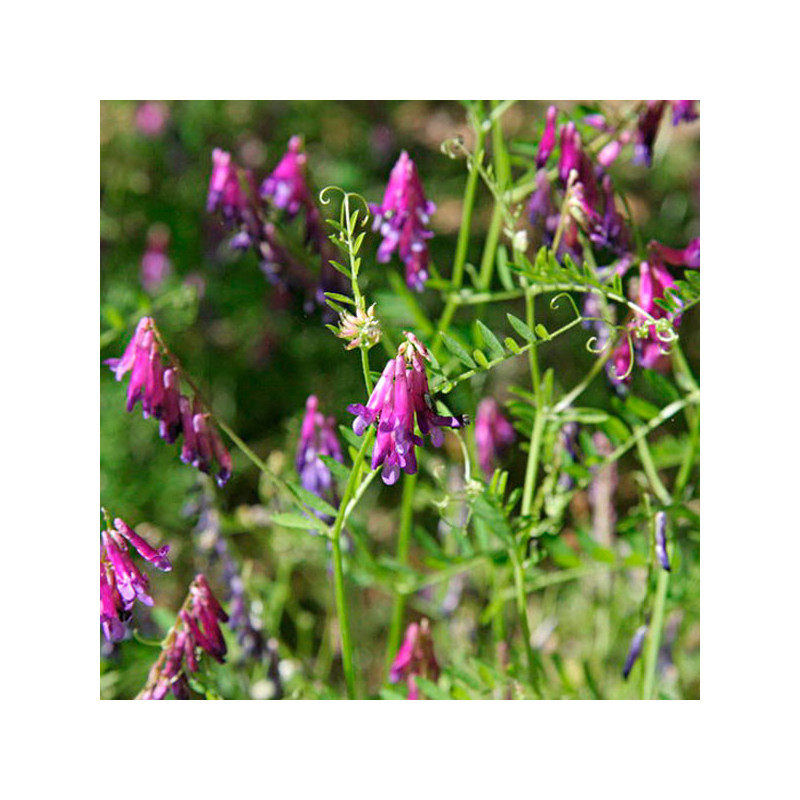  Vicia Villosa 25Kg Semillas Variedad Comun Leguminosa Forrajera, AGP 440.677966 Vicia Villosa 25Kg Semillas Variedad Comun Legu