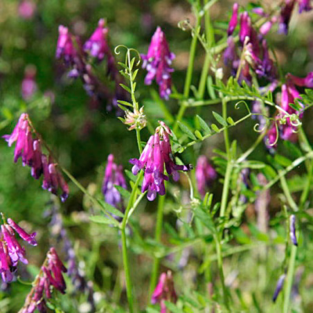 Vicia Villosa 25Kg Semillas Variedad Comun Leguminosa Forrajera, AGP agp-Vicia Villosa 25Kg Semillas Variedad Comun Leguminosa F