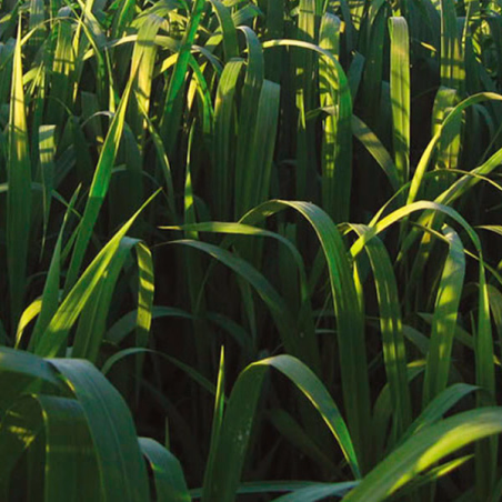 Avena Urano 25Kg Semillas Pasto Grano Forraje Ensilado Zonas Frias, AGP agp-Avena Urano 25Kg Semillas Pasto Grano Forraje Ensila