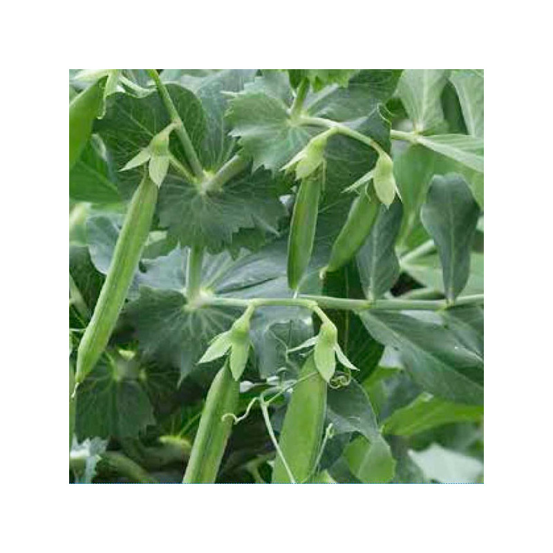  Holantao SL 3123 25Kg Semillas, Syngenta 1877.966102 Holantao SL 3123 25Kg Semillas, Syngenta
 HORTAGP0037 1 agp