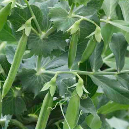  Holantao SL 3123 25Kg Semillas, Syngenta 1877.966102 Holantao SL 3123 25Kg Semillas, Syngenta
 HORTAGP0037 1 agp