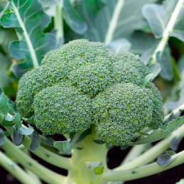  Brocoli Monaco F1 5000 Semillas Hibrido F1, Syngenta 185.59322 Brocoli Monaco F1 5000 Semillas Hibrido F1, Syngenta
Monaco es u