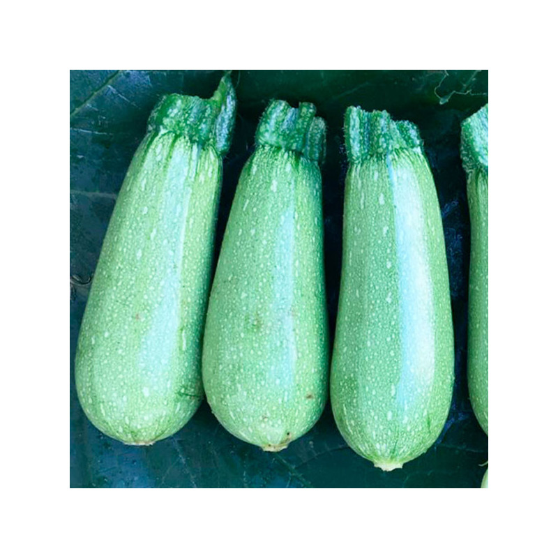  Zapallito Zucchini Mexicana 1000 Semillas F1, Enza Zaden 240.677966 Zapallito Zucchini Mexicana 1000 Semillas F1, Enza Zaden
 P