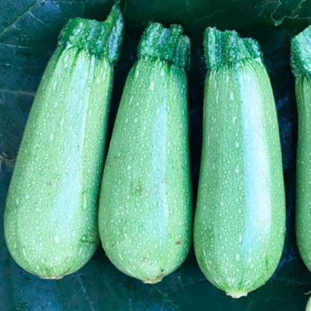  Zapallito Zucchini Mexicana 1000 Semillas F1, Enza Zaden 240.677966 Zapallito Zucchini Mexicana 1000 Semillas F1, Enza Zaden
 P