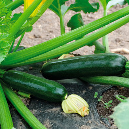  Zapallito Zucchini Alessandra 1000 Semillas, Enza Zaden 338.983051 Zapallito Zucchini Alessandra 1000 Semillas, Enza Zaden
 HOR