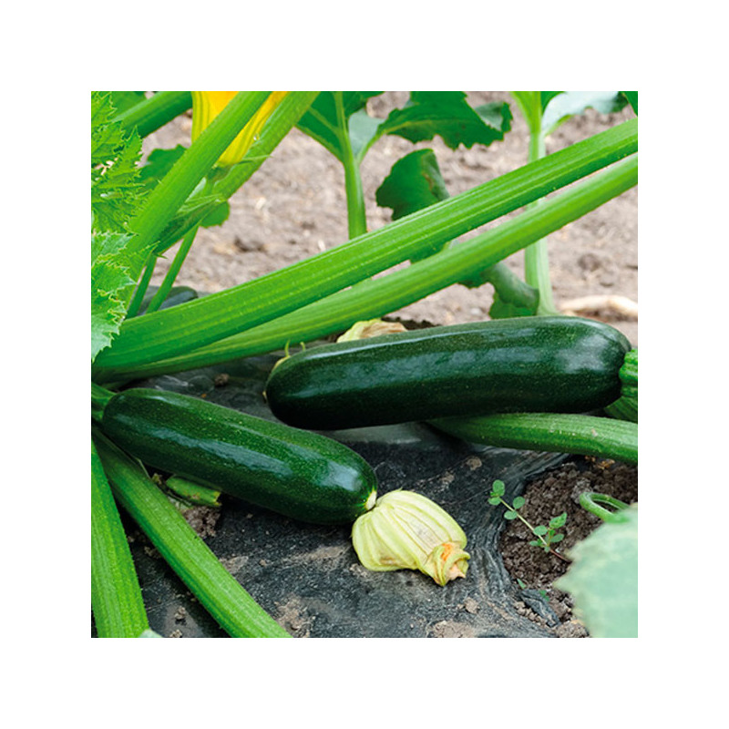  Zapallito Zucchini Alessandra 1000 Semillas, Enza Zaden 338.983051 Zapallito Zucchini Alessandra 1000 Semillas, Enza Zaden
 HOR