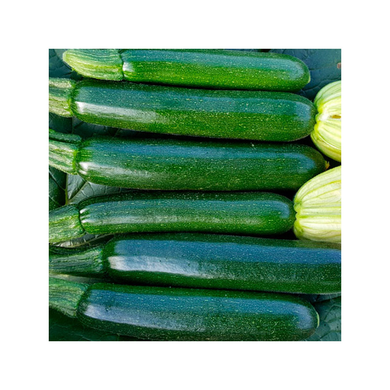  Zapallito Zucchini Desert 1000 Semillas, Enza Zaden 338.983051 Zapallito Zucchini Desert 1000 Semillas, Enza Zaden
 HORTAGP0033