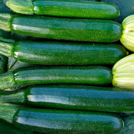 Zapallito Zucchini Desert 1000 Semillas, Enza Zaden 338.983051 Zapallito Zucchini Desert 1000 Semillas, Enza Zaden
 HORTAGP0033