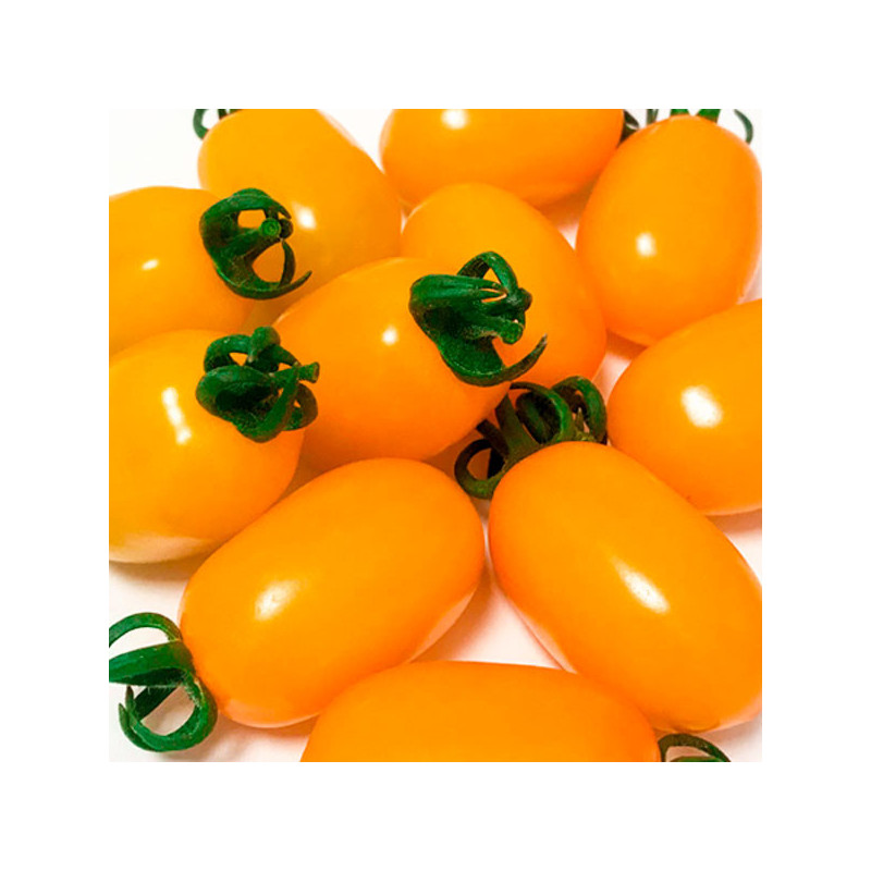  Tomate Santy Yellow 250 Semillas Cherry Tipo Pera Indeterminado, Enza Zaden 836.440678 Tomate Santy Yellow 250 Semillas Cherry 