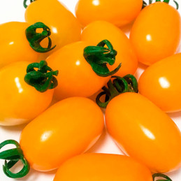  Tomate Santy Yellow 1000 Semillas Cherry Tipo Pera Indeterminado, Enza Zaden 3184.745763 Tomate Santy Yellow 1000 Semillas Cher