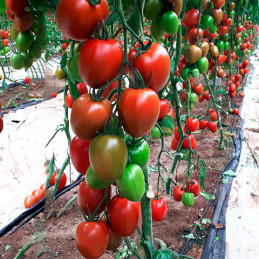  Tomate Esturion 1000 Semillas Hibrido F1 Tipo Pera Indeterminado, FITO 408 Tomate Esturion 1000 Semillas Hibrido F1 Tipo Pera I
