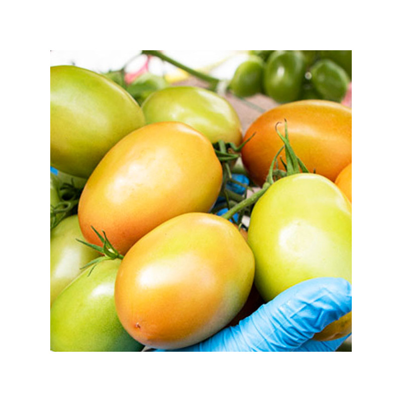  Tomate Mackayla 1000 Semillas Hibrido F1 Determinado, Enza Zaden 234.745763 Tomate Mackayla 1000 Semillas Hibrido F1 Determinad