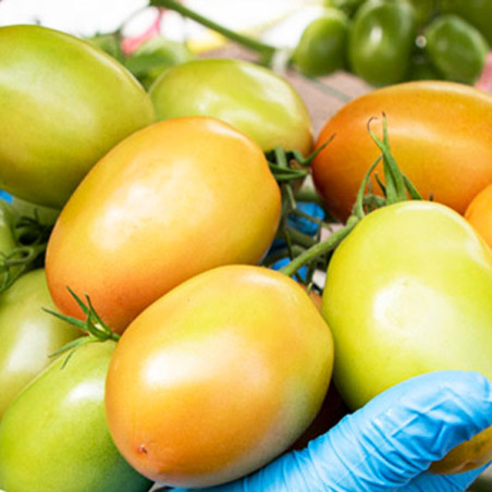  Tomate Mackayla 1000 Semillas Hibrido F1 Determinado, Enza Zaden 234.745763 Tomate Mackayla 1000 Semillas Hibrido F1 Determinad