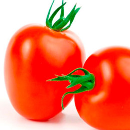  Tomate Suarta 1000 Semillas Hibrido F1 Saladette Determinado, AGP 389 Tomate Suarta 1000 Semillas Hibrido F1 Saladette Determin