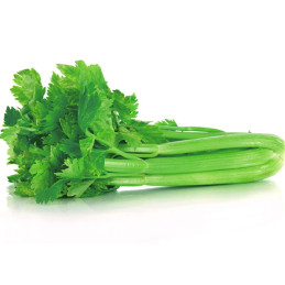  Apio Tall Utha 400gr, Semillas de apio, AGP 49.152542 Apio Tall Utha 400gr, Semillas de apio, AGP
El Apio Tall Utah es una vari