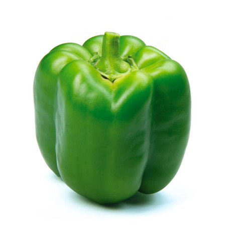  Pimiento Beachcraft 1000 Semillas Hibrido F1, Enza Zaden 260 Pimiento Beachcraft 1000 Semillas Hibrido F1, Enza Zaden
 HORTAGP0