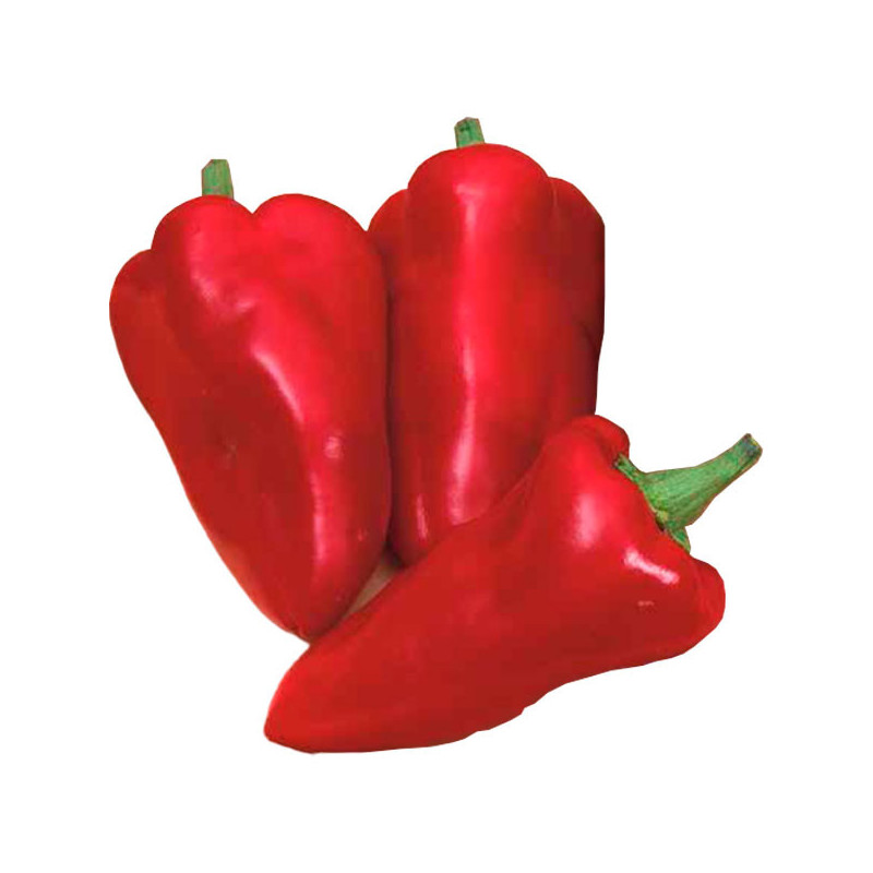  Pimiento Piquillo EGA 1000 Semillas Hibrido F1, FITO 156.779661 Pimiento Piquillo EGA 1000 Semillas Hibrido F1, FITO
 HORTAGP00