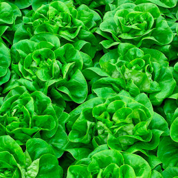  Lechuga Espirando 5000 Semillas PLT Butterhead Mantecosa, Enza Zaden 565.254237 Lechuga Espirando 5000 Semillas PLT Butterhead 