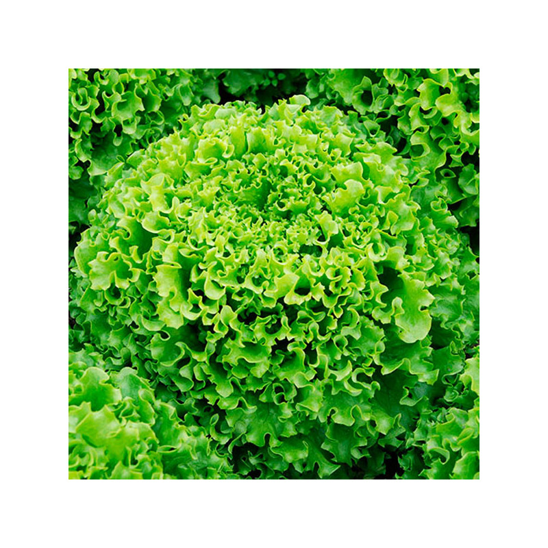  Lechuga Aveleda 5000 Semillas PLT Batavia Crespa, Enza Zaden 214 Lechuga Aveleda 5000 Semillas PLT Batavia Crespa, Enza Zaden
 