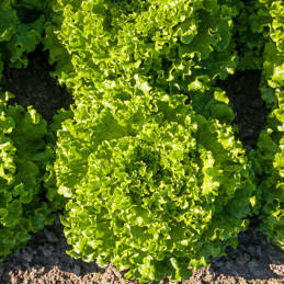  Lechuga Aveleda 5000 Semillas PLT Batavia Crespa, Enza Zaden 214 Lechuga Aveleda 5000 Semillas PLT Batavia Crespa, Enza Zaden
 