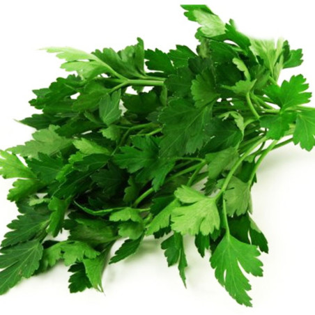  Perejil Gigante de Italia 500gr, Semillas de perejil, AGP 30 Perejil Gigante de Italia 500gr, Semillas de perejil, AGP
Este per