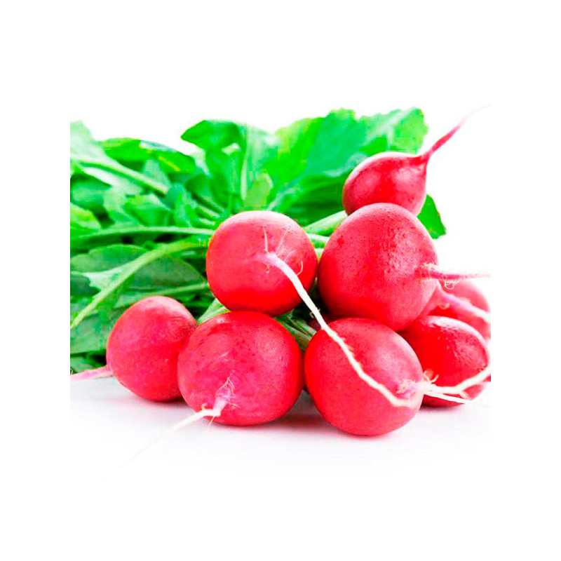  Rabanito Crimson Giant 500gr Semillas Variedad, AGP 27 Rabanito Crimson Giant 500gr Semillas Variedad, AGP
 HORTAGP0003 1 agp