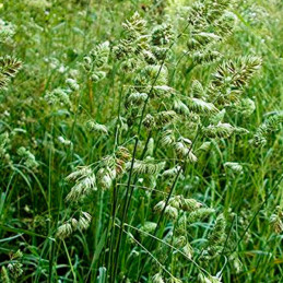  Dactylis Glomerata Amba 25Kg Semillas Pastos Forrajeros Climas Frios, AGP 604.237288 Dactylis Glomerata Amba 25Kg Semillas Past