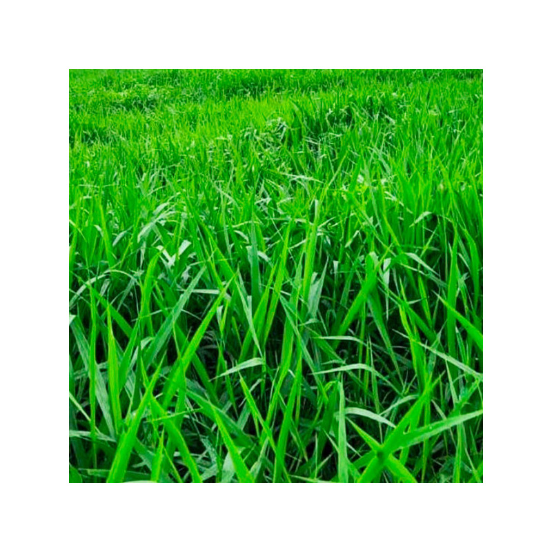  Brachiaria Mestizo 20Kg Semilla Hibrido Pasto Tropical, AGP 2401.694915 Brachiaria Mestizo 20Kg Semilla Hibrido Pasto Tropical,