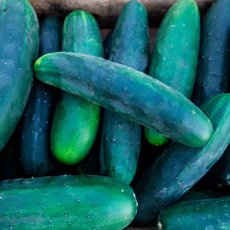 Pepinillo Market More 500gr, Semillas de pepinillo, AGP 103.389831 Pepinillo Market More 500gr, Semillas de pepinillo, AGP
Es u