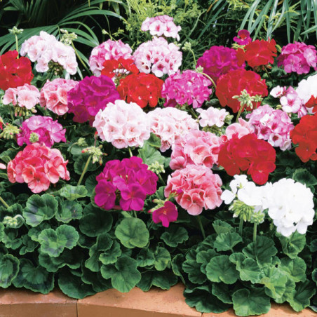  Geranio 1000 Semillas Pelargonium x hortorum Maverick Mix, Flor, Maceta, Syngenta Ball Seed 422.033898 Geranio 1000 Semillas Pe