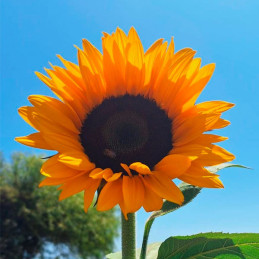  Girasol 1000 Semillas Sunshine Max, Flor, Corte, Grofit 176 Girasol 1000 Semillas Sunshine Max, Flor, Corte, Grofit
El híbrido 