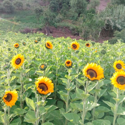  Girasol 1000 Semillas Sunshine Max, Flor, Corte, Grofit 176 Girasol 1000 Semillas Sunshine Max, Flor, Corte, Grofit
El híbrido 