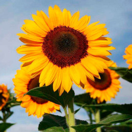  Girasol 1000 Semillas Sunshine Max, Flor, Corte, Grofit 149.152542 Girasol 1000 Semillas Sunshine Max, Flor, Corte, Grofit
El h